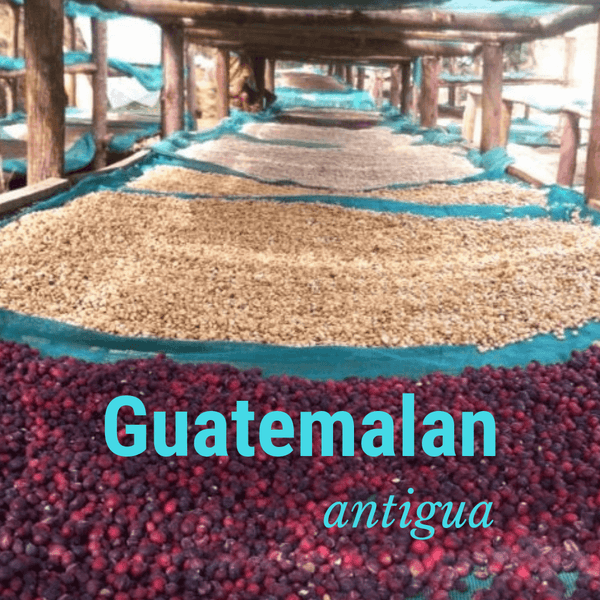 Guatemalan Antigua - Fresh Roasted