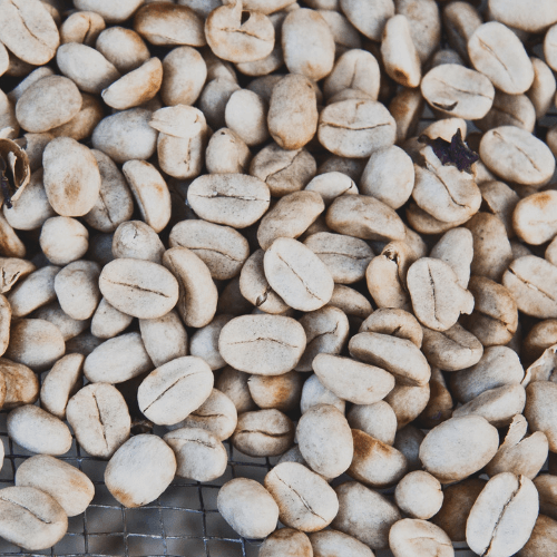 Tanzanian Peaberry Raw Green Beans